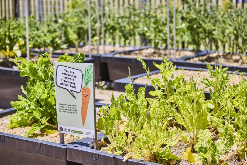 Photo of a community garden planter box growing vegetables